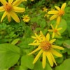 Crema De Arnica Para Masajes Floral