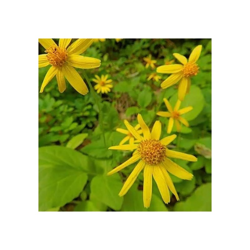 Crema De Arnica Para Masajes Floral