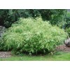 Large Fargesia 'Rufa' Sunset Glow Bamboo 3'-4' Size Plant.