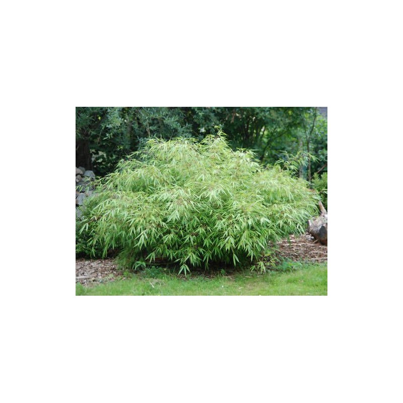Large Fargesia 'Rufa' Sunset Glow Bamboo 3'-4' Size Plant.