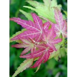 Jiro Shidare Japanese Maple 3- Year Graft