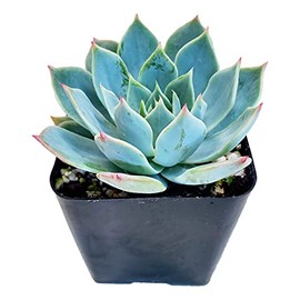 Live Blue Echeveria Succulent Plant - Stunning Rosette Drought-Tolerant Indoor/Outdoor Decor - Unique and Hardy Cactus Variety