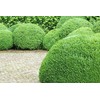 VerdeVivo 100% Natural Ready to Use Soap for Vegetables, Fruits