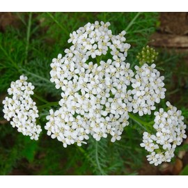 Earthcare Seeds Yarrow White 10,000 Seeds (Achillea millefolium) - Heirloom - Open Pollinated - Native Flower Seeds for Planting - Attracts Pollinators - Drought Tolerant