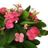 American Plant Exchange Live Crown of Thorns 'Pink' – 6-Inch