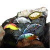 5 Pack Glide Bait Set for Bass Topwater Fishing Lures