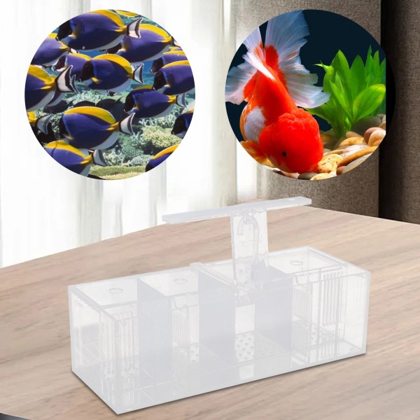 Unbranded Aquaponic Fish Tank 4-Grid Desktop Fish Tank Rectangle Acrylic
