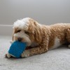 SPOT Gigglers Hedgehog Dog Toy with Giggle Sound | Textured,