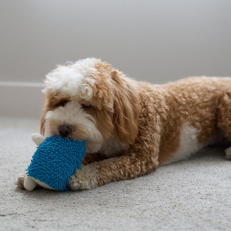 SPOT Gigglers Hedgehog Dog Toy with Giggle Sound | Textured,
