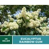 Southern Seeds Eucalyptus, Rainbow Gum Tree seeds (Eucalyptus deglupta)