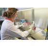 Ansell MicroFlex 63-864 Disposable Latex Gloves with Textured Fingertips, Powder-Free
