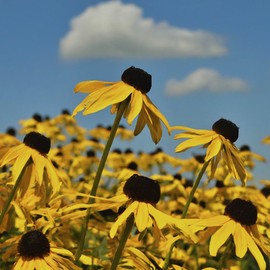 Premium Indian Grass Seed –100 Seeds. Native Perennial Grass for Eco-Friendly Landscaping & Erosion Control Vibrant Blooms: Produce Large, Eye-catching Growth.