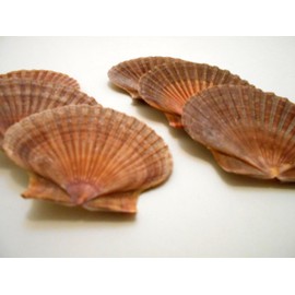 Bulk 24 Beautiful Mexican Flat Scallops Shells Seashells (About 3") Beach Wedding Nautical Crafts Coastal Decor