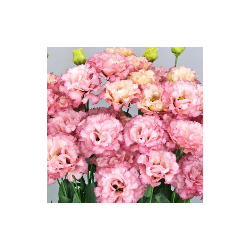 Eden Brothers Lisianthus Seeds - Celeb Madonna