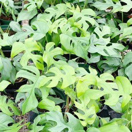 Mini Monstera Seeds Rhaphidophora Tetrasperma Heart-Shaped Lush and Glossy Foliage Can Climb or Trail Easy to Care Popular Choice for Indoor Plant 20Pcs by YEGAOL Garden