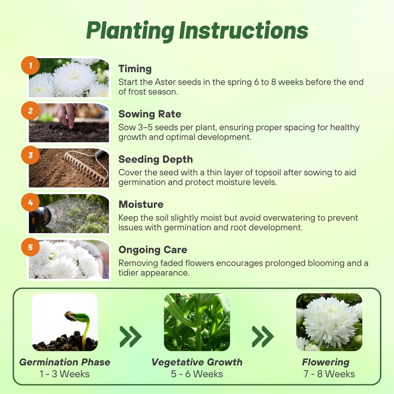 Outsidepride Paeony Aster Seeds - 1,000 Pcs Annual, Hardy &