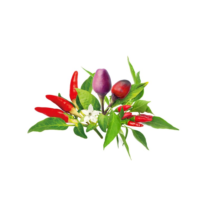 Click and Grow Smart Chili Pepper Plant Pod Mix, 9-Pack