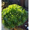 Fresh Tree Green aeonium Succulent cuttings by Weight Cut Daily