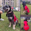 Sobirdos Traje de algodón para Perro,Abrigos Chamarras para Perro Grandes