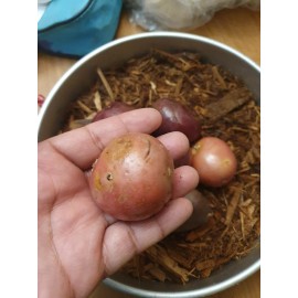 SEED POTATO 2# RED  Seed POTATOES Bulbs Tuber sproute Plant Organic READY TO GROW papa roja