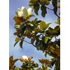 Southern Magnolia Grandiflora | 3 Live Trees | Beautiful Evergreen