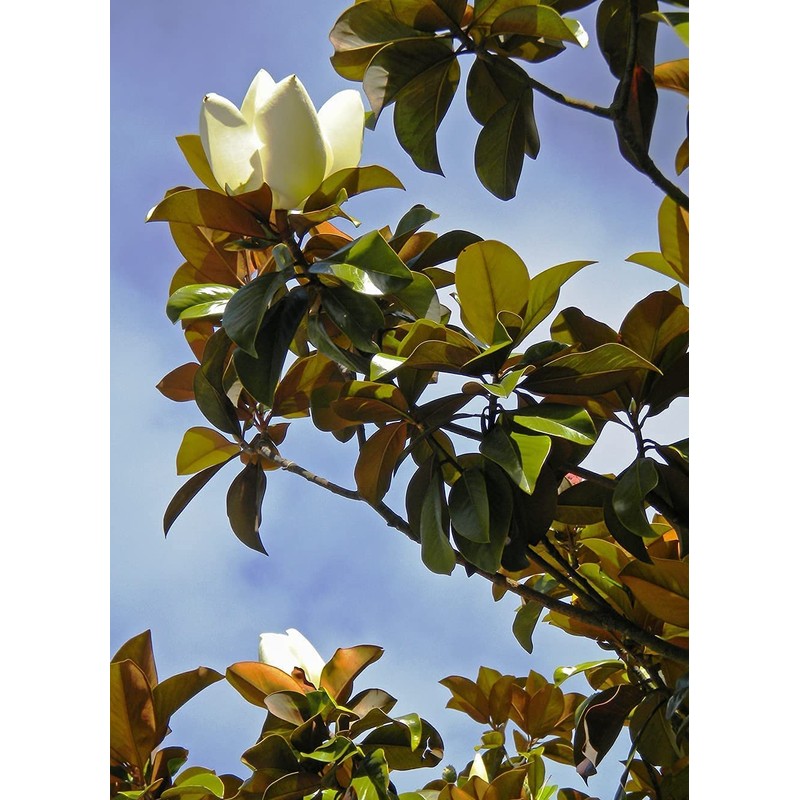 Southern Magnolia Grandiflora | 3 Live Trees | Beautiful Evergreen