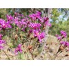 Chill Hill Farms Florida Ironweed | 25 Seeds | Vernonia