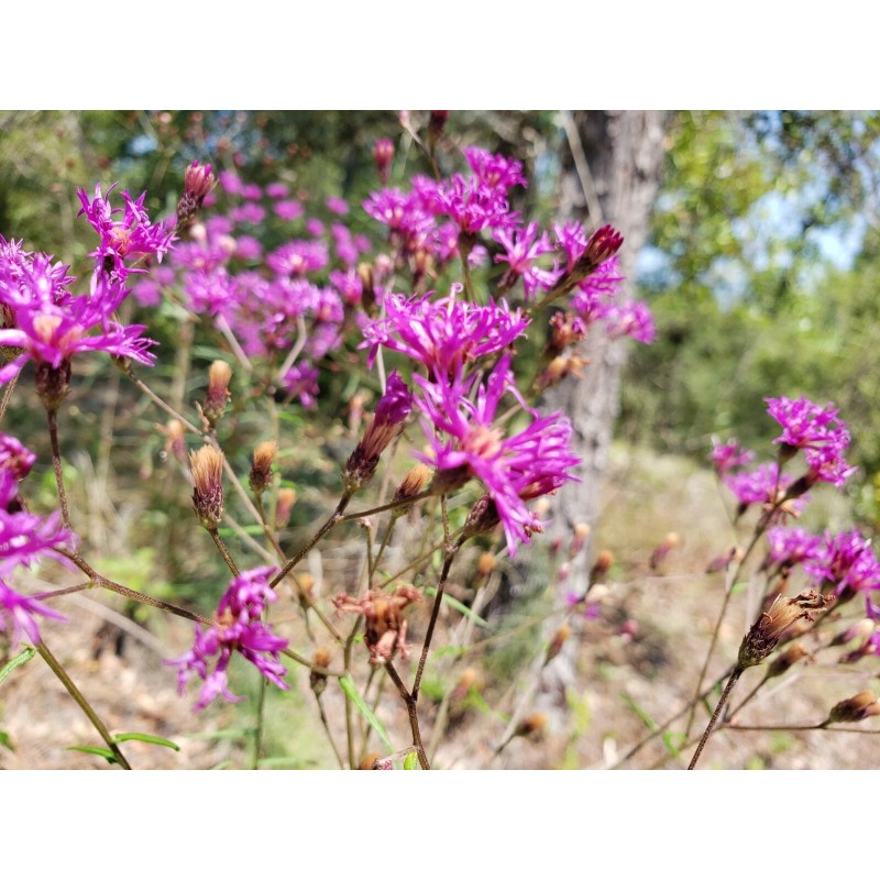 Chill Hill Farms Florida Ironweed | 25 Seeds | Vernonia