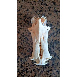 Taxidermy Skull Bone Legend Crucifix Cat Fish Jesus Christ Christian gift Easter