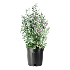 Texas Sage | 2 Extra Large 3 Gallon Plants | Leucophyllum frutescens | Drought Tolerant | Low Maintenance Landscaping