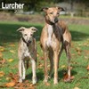 Lurcher 2026 Calendar | Square Wall Calendar | Dog Breed