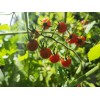 Home grown 50+ Florida Everglades Tomato Seeds Non GMO Garden