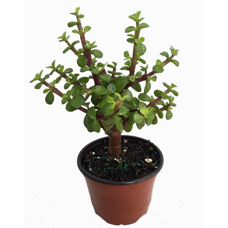 Mini Jade Plant - Portulacaria afra - 4.5" Pot