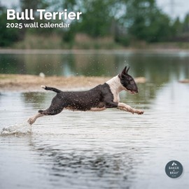 Baker and Bray Bull Terrier Calendar 2025, Large Square Wall Calendar, 16 Month, Bull Terrier Gift Dog Calendar.