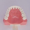 Dental Teeth Model Typodont for Brushing Flossing Practice Demonstration Teaching