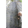 Tree Red Mulberry Tree 7 Cuttings 7"-9' long Organic Leave