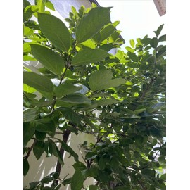 Homemade Anti Inflammatory  20  fresh  Organic Persimmon leaves for tea. Large