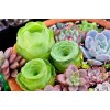 Mixed Succulent Plant Seeds, Lithops Seeds. 100pcs/pack