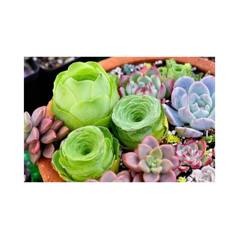 Mixed Succulent Plant Seeds, Lithops Seeds. 100pcs/pack