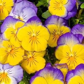Outsidepride 100 Seeds Viola Pansy Ultima Morpho Flower Seeds for Planting