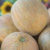 JQBay Cantaloupe Melon Seeds – 25 Seeds Non-GMO Heirloom Variety