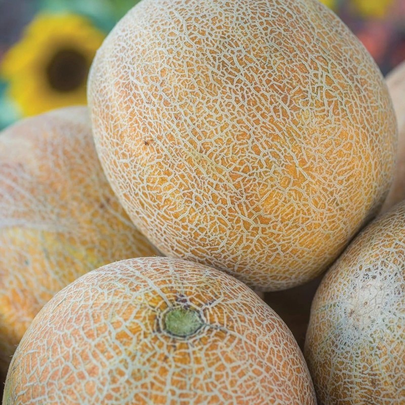 JQBay Cantaloupe Melon Seeds – 25 Seeds Non-GMO Heirloom Variety