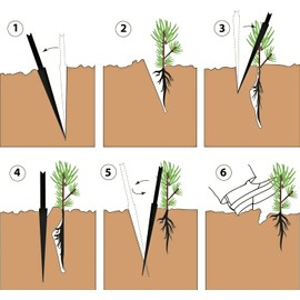 Qty 25 Organic Loblolly Pine | Pinus Taeda | Naturally Sprouted Starter Pine Tree Seedlings 6" to 12" inch