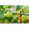 Durable Plant Support Clips for Climbing Plants - 100 Pack