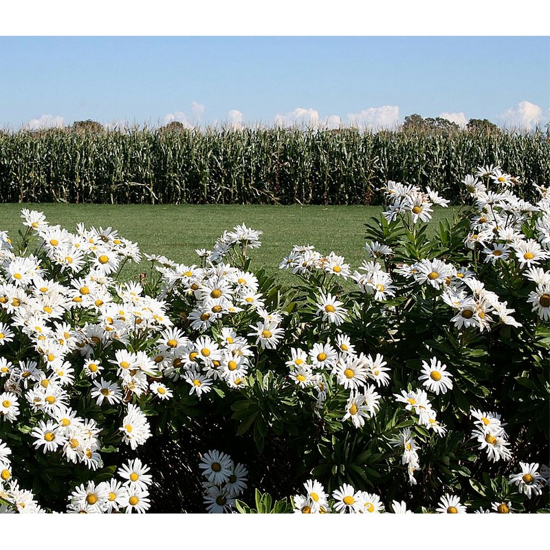 4500 Seeds - Shasta Daisy - Silver Princess - Perennial,