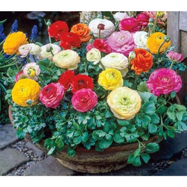 Persian Buttercup Bulbs-Ranunculus Tecolote Mixture (15)