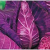 CEMEHA SEEDS - Seeds Red Kalibos Cabbage Giant Non GMO