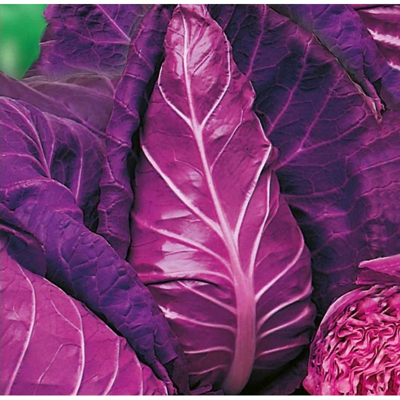CEMEHA SEEDS - Seeds Red Kalibos Cabbage Giant Non GMO