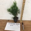 Emerald Green Arborvitae 6-12" Tall Live Plant in 2.5" Pot