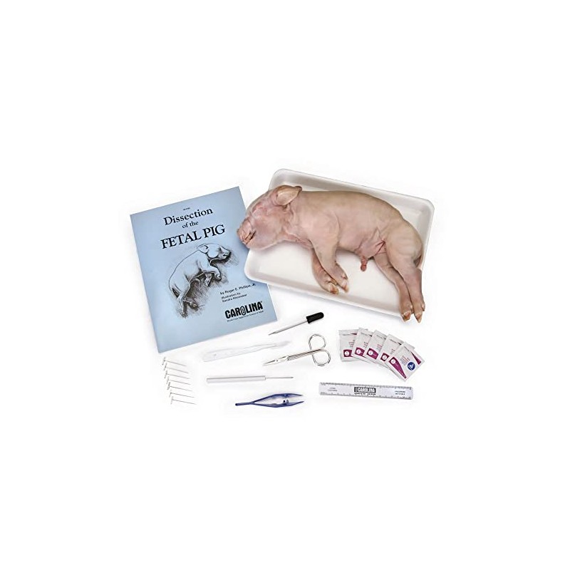 Carolina® Pig Anatomy Kit With Dissecting Set, Materials For 1-2